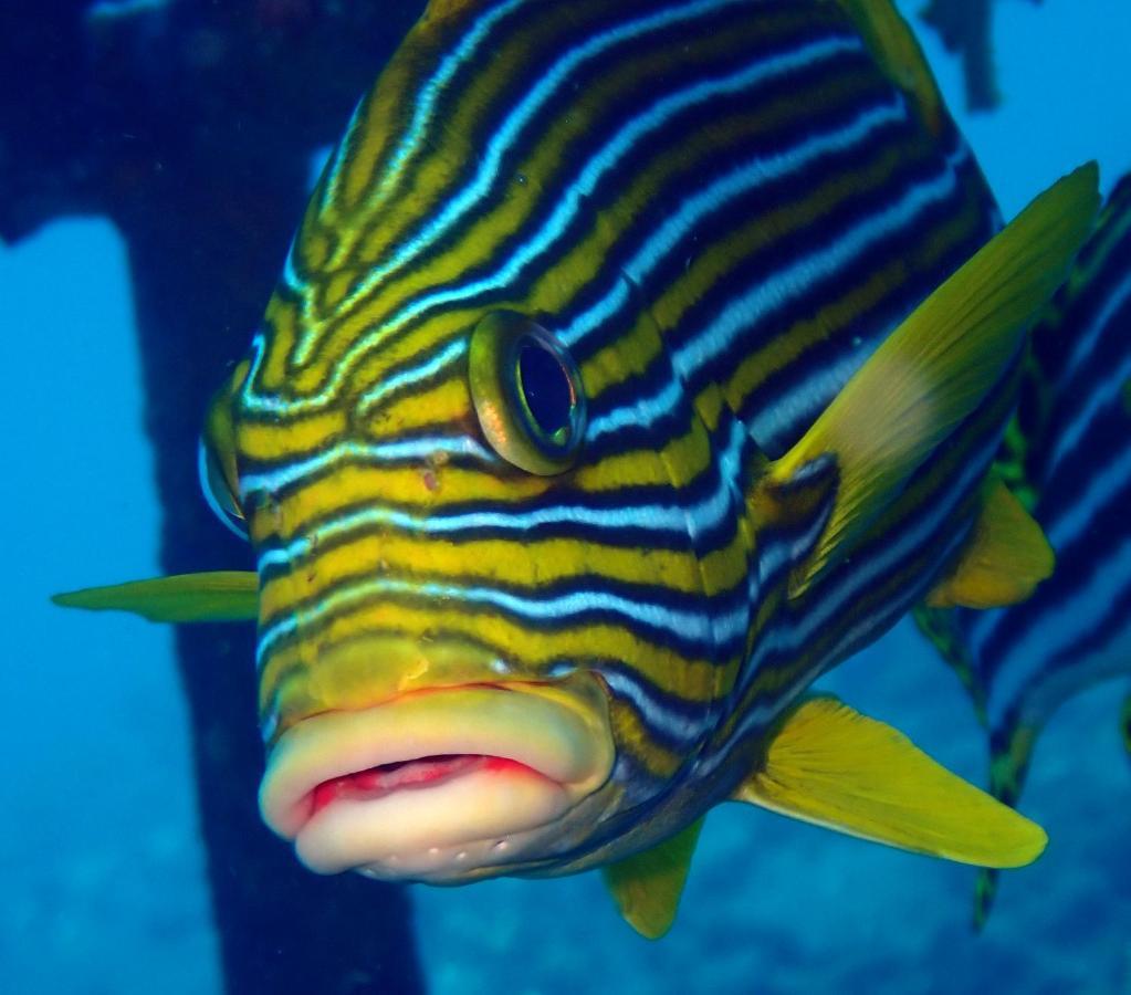 Ocean Sun Dive Resort Tulamben Eksteriør bilde